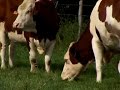 Dany Dietmann nous parle de notre empreinte écologique et d'