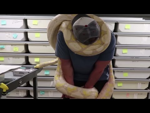 YouTube reptile video