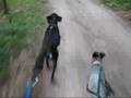 title="Bikejoring"