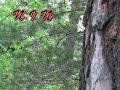 ninja masters intro