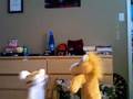 puppet jokes-yo mama sytle