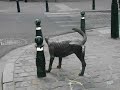 Brussels: A dog, a cat, Bela and Arno Brussels: A dog, a cat, Bela and Arno
