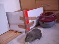 Two Hungry Guinea Pigs Doing Everything For Food Two Hungry Guinea Pigs Doing Everything For Food