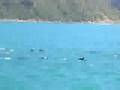 dolphin