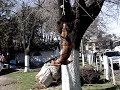 Nitro Jump on the tree