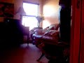 Savannah Cat Jumping Savannah Cat Jumping