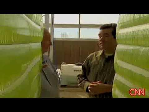 Move Over Ethanol, Here Come Big Bad Green Algae 0 Move Over Ethanol, Here Come Big Bad Green Algae