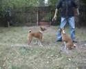 Basenji Summer Russia