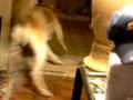 silly dog