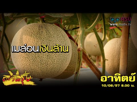 การปลูกเมล่อน - สถานีโทรทัศน์ อาร์เอสยู วิสดอม ทีวี (RSU Wisdom TV) ทีวีแห่งมหาวิทยาลัยรังสิต, http://www.rsutv.tv *รายการ...