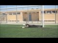 videos de Torwarttraining Goalkeeper training Ultimate Goalkeeping Good Saves Gigi Algarve 2008