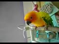 Do the Sun Conure Dance :)