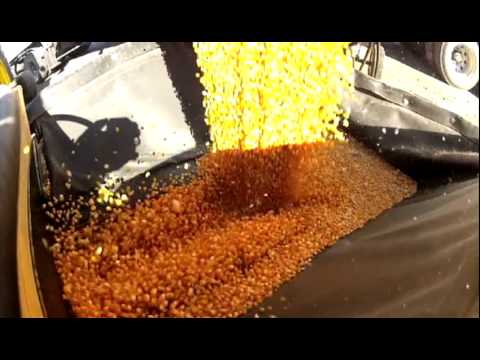 how to harvest popcorn