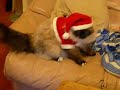 Santa Cat Santa Cat