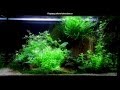 Видео - Оформление аквариума на 120 литров для начинающих
