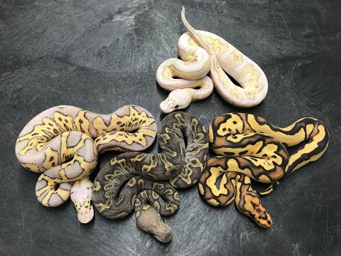 YouTube reptile video