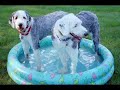 Love Dog