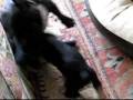 videos de Kampfbully Wilma