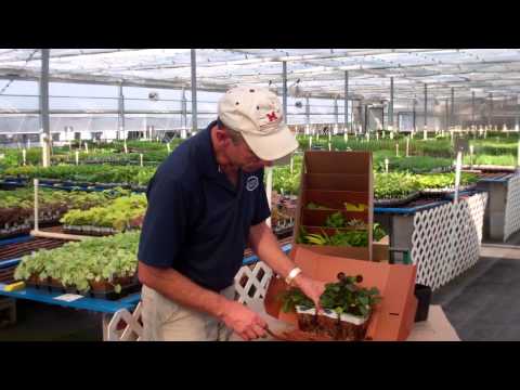 how to transplant flowers without shock