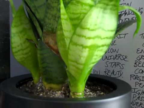how to replant mother in law tongue