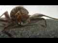 Spiny Crawler Mayfly of Quinault )()(Drunella doddsi Ƣݔҩᾫ٨ӷ
