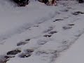 tim and daisy having fun in the snow