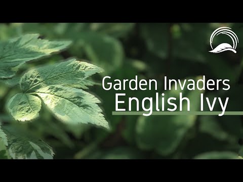 how to eliminate english ivy