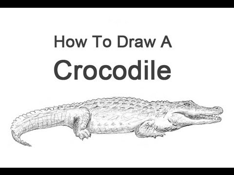 how to draw crocodile