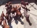 California  Cane   Corso  - Puppy Pen
