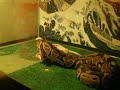 body slammin' snake