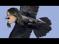 Crows are really smart. A guy taught one to find coins and deposit them into a machine, which would dispense a peanut. When I breed a murder of crows that steal electronics (iPhones, digital cameras and PDAs) I'm going to get really rich, and it will only cost me peanuts and maybe a decade. Want to invest? www.kevinnalts.com SCRIPT Crows are a nuisance, right? They root through garbage, and caw us from our slumber. But what if I could train the species- which top the avian IQ scale - to be ...