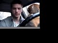 Daisy & Bogey get in the car
