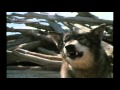 The Wildlife of Beautiful Banff, Canada (Original narration by Randall)