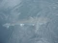 Great White Sharks in Gansbaai South Africa