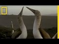 What in the World is a Blue Footed Booby?