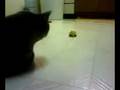 videos de Pac Zips Past Morlock.3g2