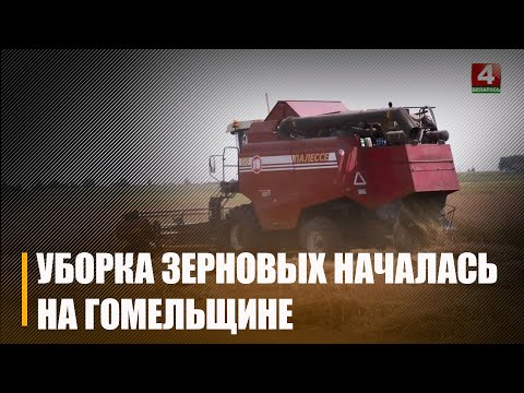 На Гомельшчыне пачалася ўборка збожжавых видео