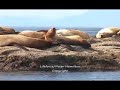 Nature Moments: Steller Sea Lions