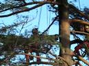 alberi