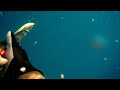 Spearfishing Pescasub Dentex 3,5 kilos\ Spearfishing Pescasub Dentex 3,5 kilos\