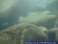 Smoky Mountain Trout Snorkeling