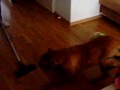 Bordeauxdog vs. Stofzuiger 1600 watt