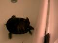 videos de Feeding Fluffy goldfish in my bathtub
