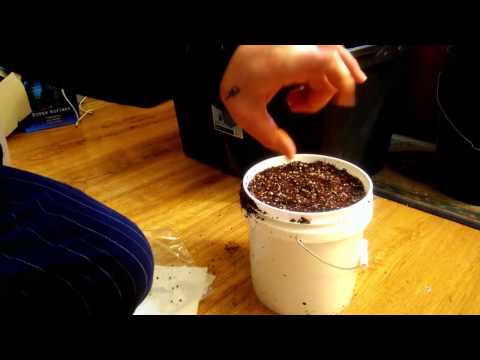 how to transplant weed