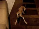 Crazy Whippet dog