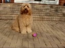 Tennessee Labradoodles Tennessee Labradoodles