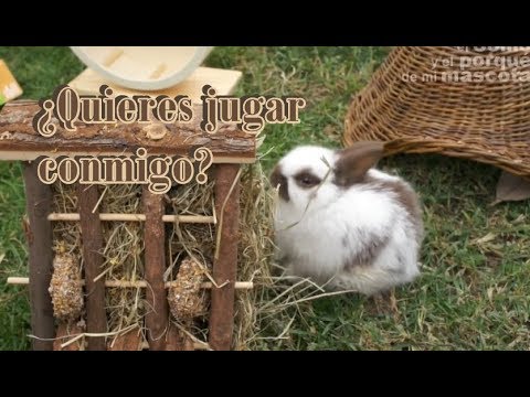 CONEJOS - Cómo jugar con ellos