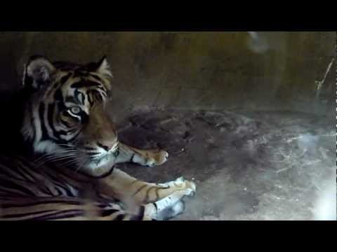 tiger yawn