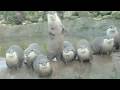 Otter Dance