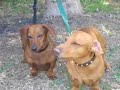 PERROS SALCHICHAS \"BRUNO Y LUNA\" VIDEO EL TIGUERON